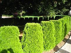 hedge2.jpg